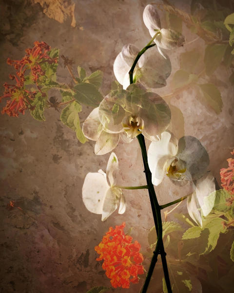 DANCING ORCHID - 

Flower + Water is a series of multiple exposures inspired by travels to Andalucia..
